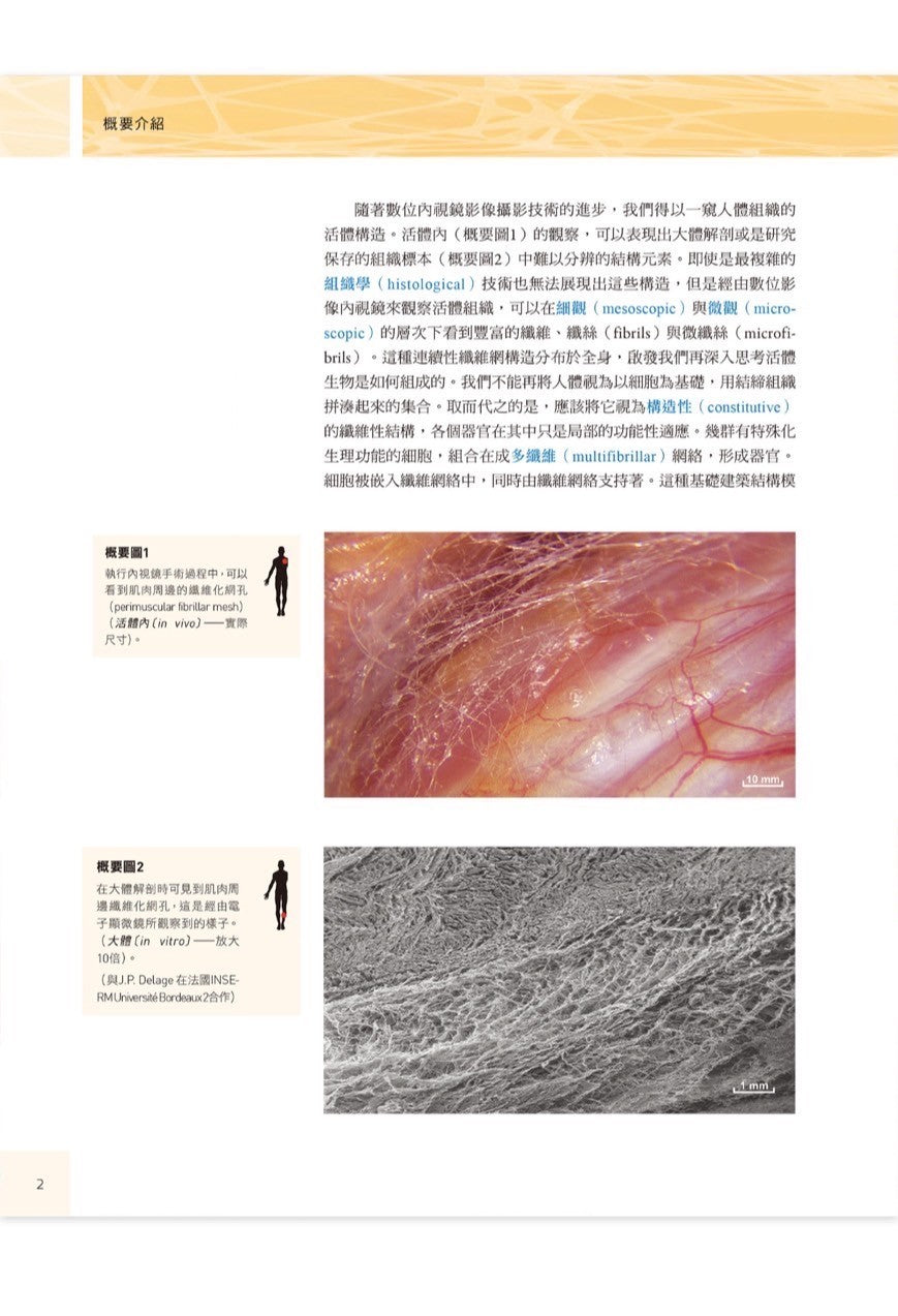 人體筋膜結構 內視鏡下的細胞與細胞外基質|凝聚教科書