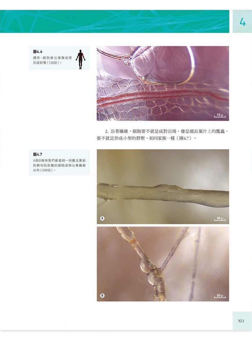 人體筋膜結構 內視鏡下的細胞與細胞外基質|凝聚教科書