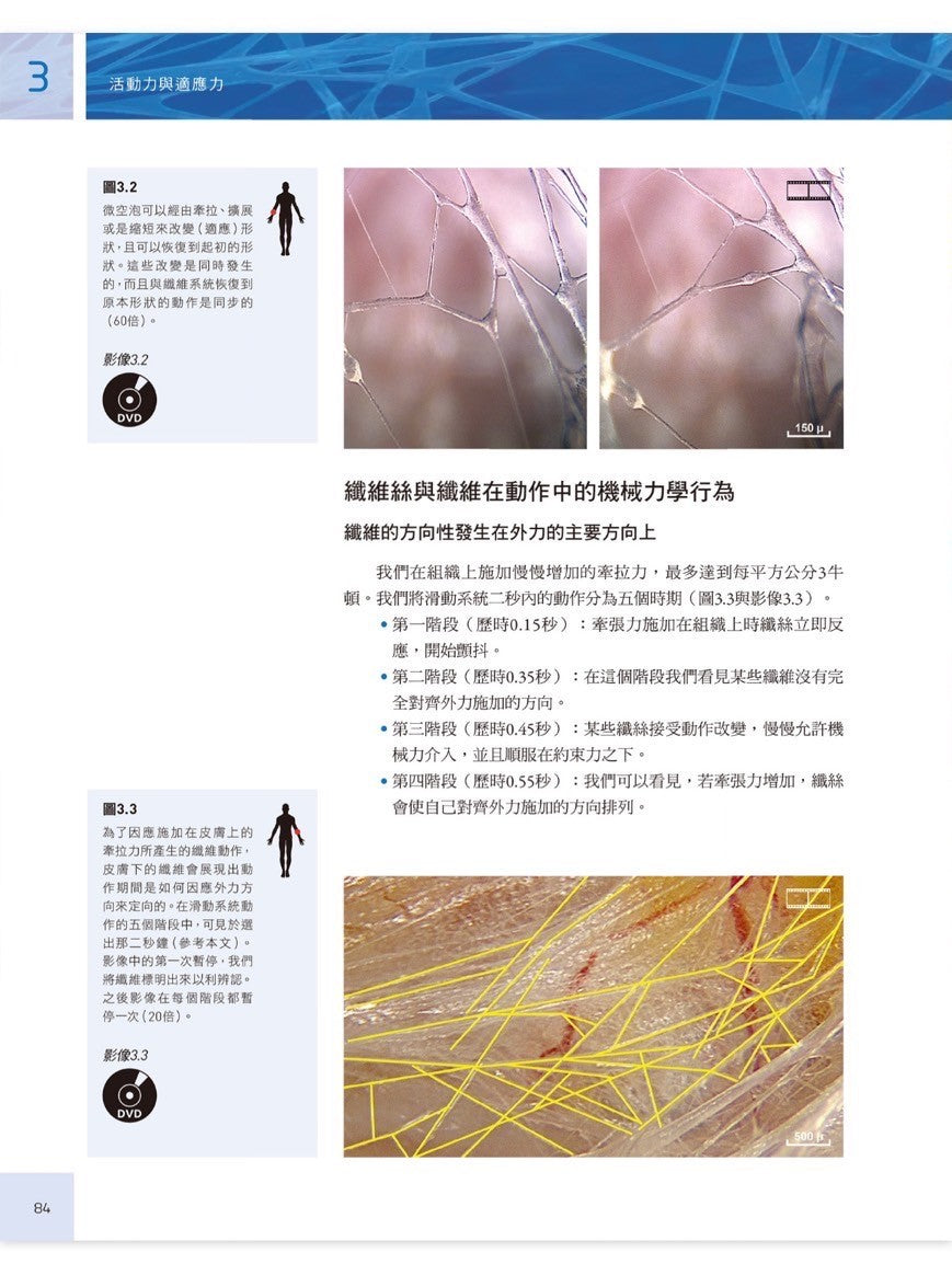 人體筋膜結構 內視鏡下的細胞與細胞外基質|凝聚教科書