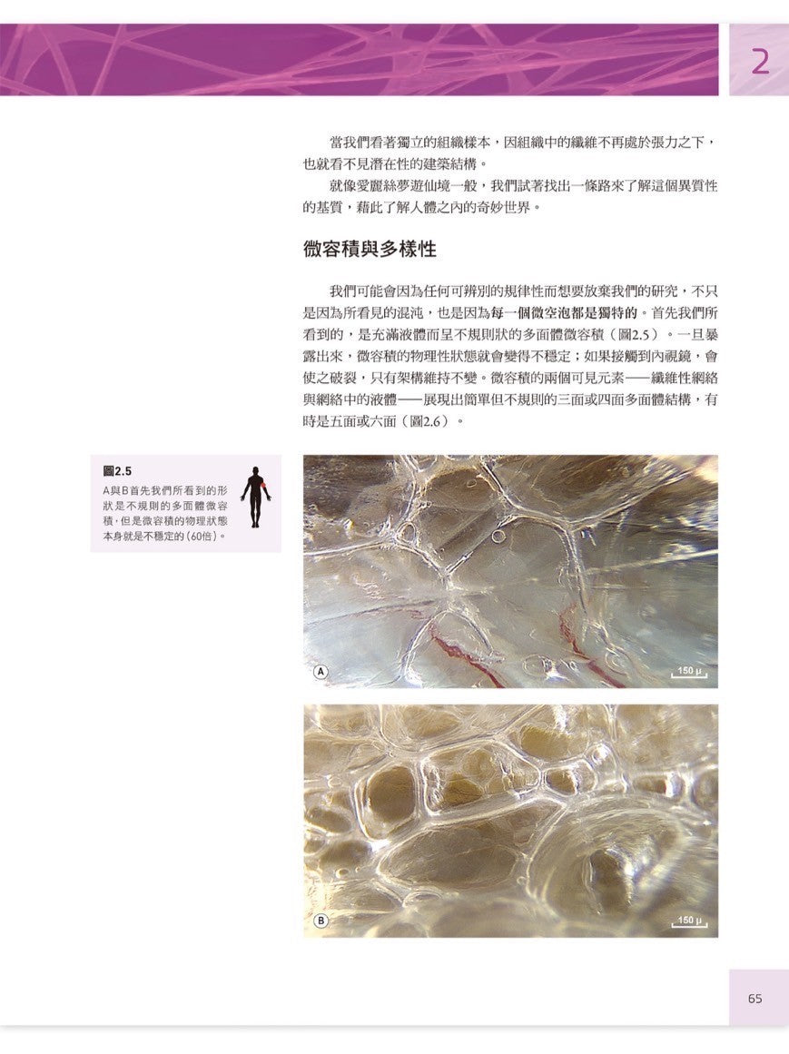 人體筋膜結構 內視鏡下的細胞與細胞外基質|凝聚教科書