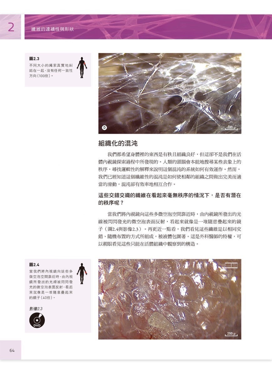 人體筋膜結構 內視鏡下的細胞與細胞外基質|凝聚教科書