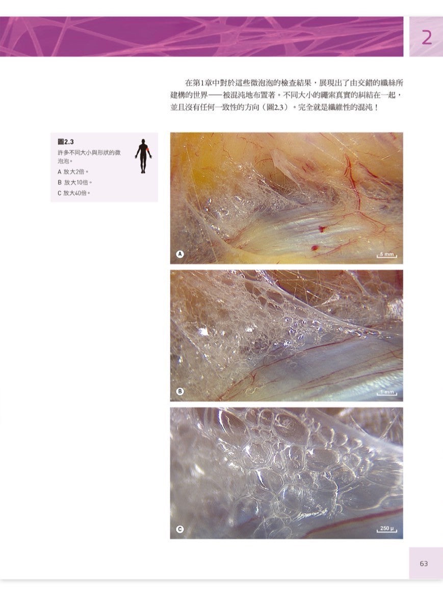 人體筋膜結構 內視鏡下的細胞與細胞外基質|凝聚教科書